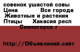 совенок ушастой совы › Цена ­ 5 000 - Все города Животные и растения » Птицы   . Хакасия респ.,Саяногорск г.